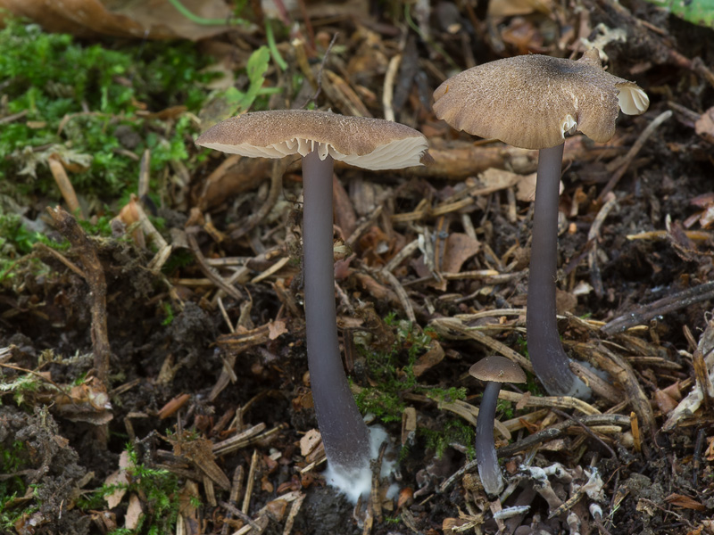 Entoloma asprellum